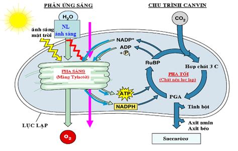 các giai đoạn của quang hợp